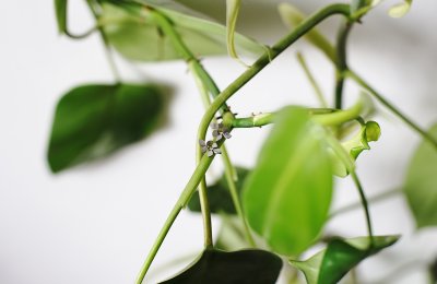 náušnice ivy leaves mini